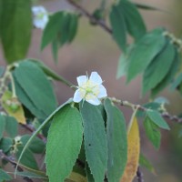 Muntingia calabura L.